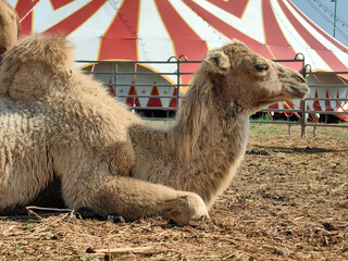 Circus camel portrait close up