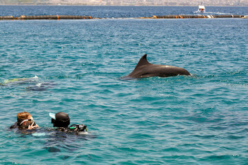 Beautiful dolphin in blue transparent water. Very friendly marine animal. Diving with aqualung...