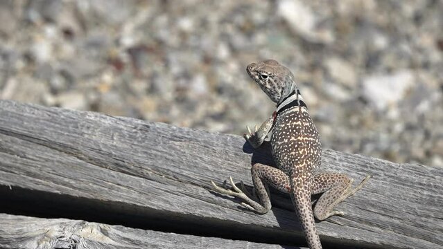 Great Basin Collared Lizard close up as it sits on old wood from a mine in the Utah desert.