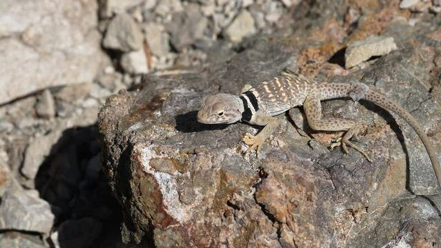 Great Basin Collared Lizard climbing on a rock to warm up from the sun in the Utah desert.