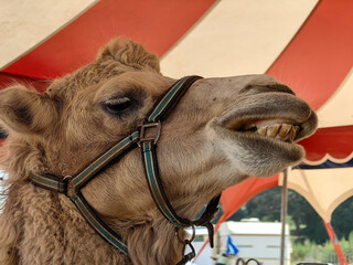 Circus camel portrait close up
