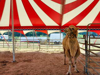 Circus camel portrait close up