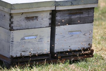 Ruche et abeilles en montagne