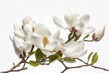 Foto op Canvas "Magnolias in Bloom: A Symphony of Petals." Digital produkt. Generativ ai. © Gogi