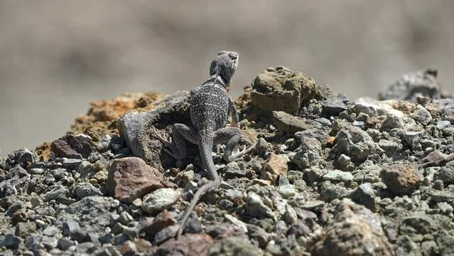 Great Basin Collared Lizard slowly climbing on a rock in the sunlight to keep warm in the Utah desert.