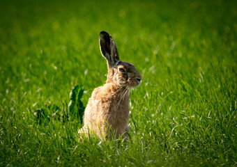 rabbit in the grass