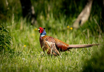 pheasant in the field