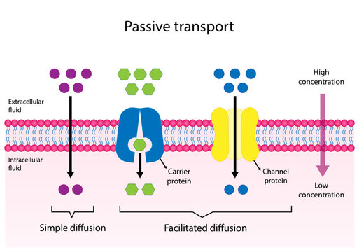 Passive Transport. Simple diffusion through the lipid by layer and Facilitated Diffusion through a specific or non specific transporter. Vector illustration
