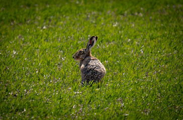 rabbit in the grass