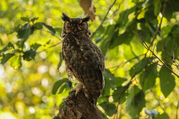 Backlit Great Horned Owl on a Snag