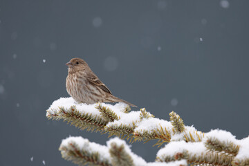 bird perched on snowy evergreen branch with blue background