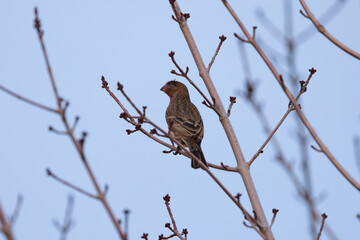 bird perched in branches in winter