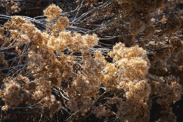brown brush close up in winter