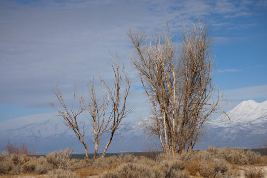 dead winter trees with snowy mountains