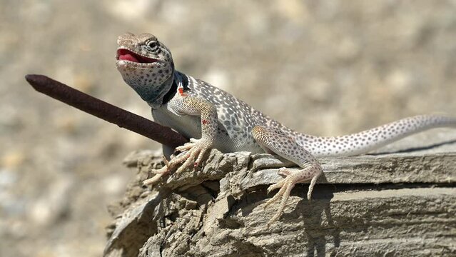 Great Basin Collared Lizard sitting with its mouth open on old wood from a mine shaft in the Utah desert.