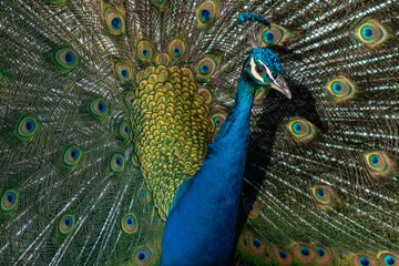 Obraz premium peacock with feathers
