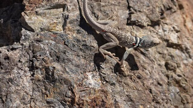 Great Basin Collared Lizard close up as it moves on a rock in the Utah desert.