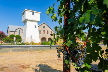Sunny exterior view of the Silver Oak Napa Valley