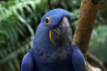 The hyacinth macaw (Anodorhynchus hyacinthinus), or hyacinthine macaw