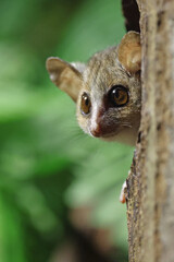 Close up view of a Gray mouse lemur (Microcebus murinus) © Edwin Butter