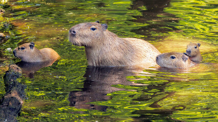 A group of Hydrochoerus hydrochaeris Capybaras animals