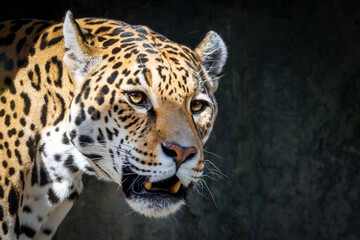 close up of a jaguar (Panthera Onca)