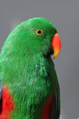 An Eclectus roratus polychloros bird