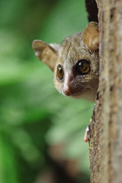 Close up view of a Gray mouse lemur (Microcebus murinus)