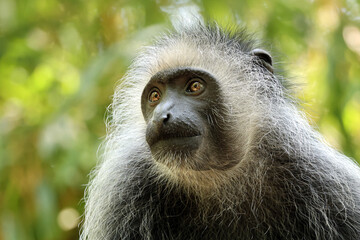 The king colobus (Colobus polykomos), also known as the western black-and-white colobus - 640895555