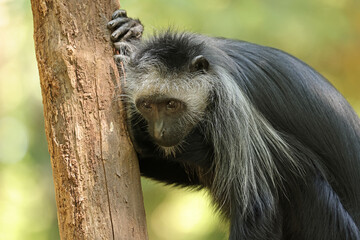 The king colobus (Colobus polykomos), also known as the western black-and-white colobus - 640895589
