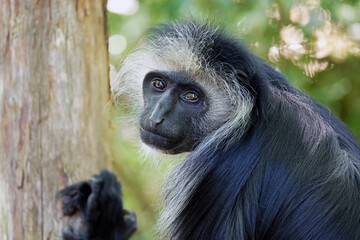 The king colobus (Colobus polykomos), also known as the western black-and-white colobus