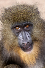 Close view of mandrill monkey (Mandrillus sphinx)