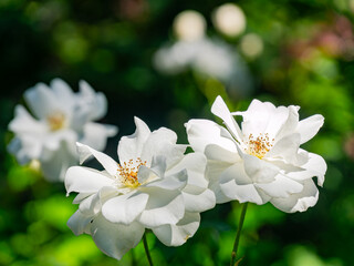 Fototapeta premium Close up shot of rose blossom