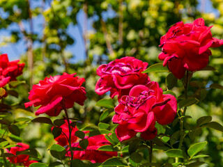 Close up shot of rose blossom
