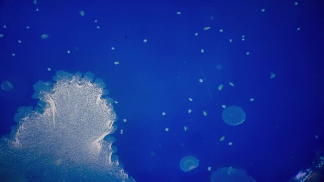 Mold growth on a nutrient medium in a petri dish. Time lapse