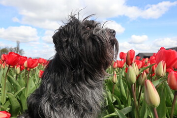 Schapendoes, Dutch Sheepdog, among the tulips - 640896569