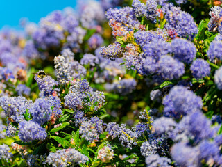 Close up shot of Ceanothus flower blossom