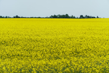 Obraz premium A large field of blooming yellow rapeseed against a blue sky. View of an agricultural rapeseed field and collected haystacks.