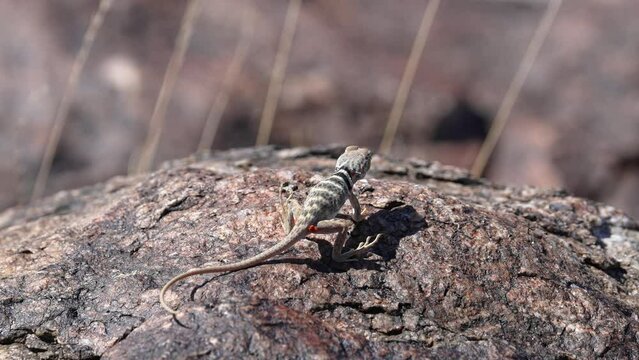 Great Basin Collared Lizard baby sunning itself on a rock in the Utah desert