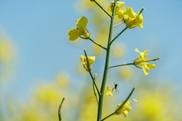 Rapeseed flower on a blue sky background close-up. The use of rapeseed oil for cooking, for cosmetic purposes, in the field of medicine, in soap making and for the creation of lubricants and fuel.