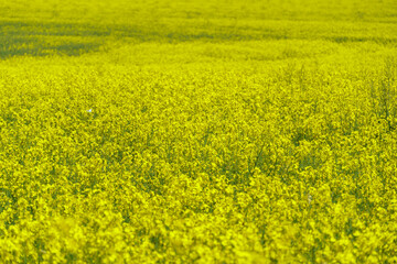 A large field of blooming yellow rapeseed against a blue sky. View of an agricultural rapeseed field and collected haystacks.