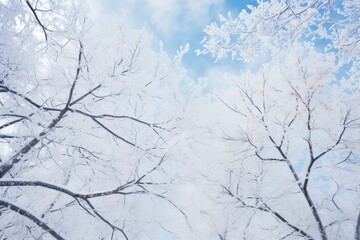 Snowy tree branches in blue sky winter nature background