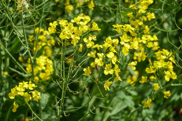 Yellow rapeseed flowers and green leaves close-up. A beautiful blooming meadow. Background on the topic of agro-industry and agriculture.