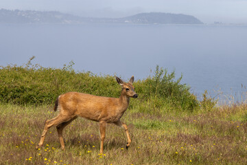 deer in the woods