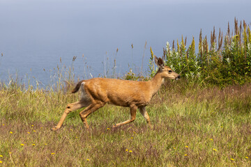 deer in the grass