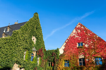 Magdeburg gothic medieval cathedral Dom church slate tile roof and green red fresh Ivy covered old...
