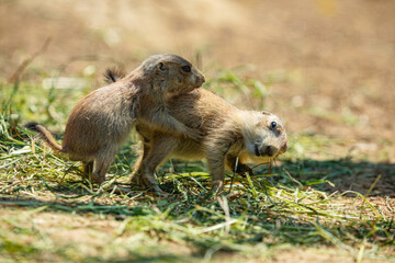 Black-tailed prairie dog (Cynomys ludovicianus)