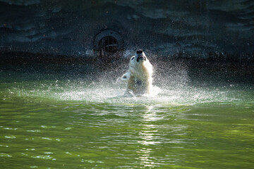 Fototapeta premium Funny polar bear. Polar bear sitting in a funny pose.
