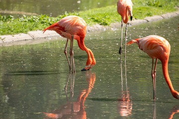 flamingos walking in water with green grasses background.