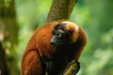 red ruffed lemur Varecia rubra watching from above